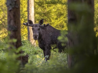 Ferienhaus Vetlanda Außenaufnahme 7