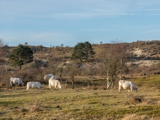 Chalet Nieuw-Haamstede Umgebung 29