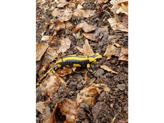 Holiday house Thale - Bodetal Environment 33