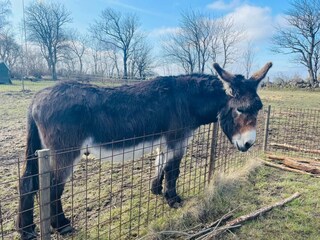 Ferienhaus Glemmingebro Außenaufnahme 4