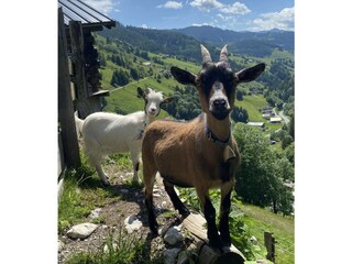 Tiere-neu5