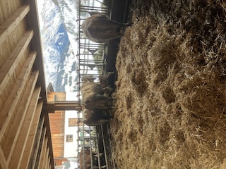 Die Kühe im winterlichen Almstall