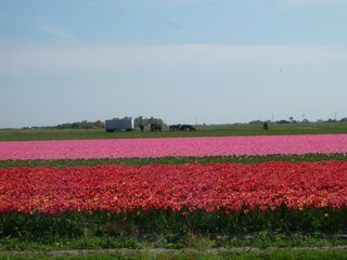 Casa per le vacanze Callantsoog Ambiente 19