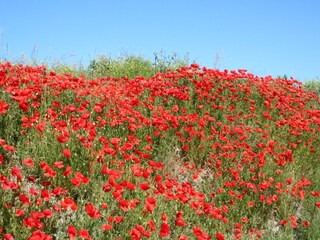 Ferienhaus Ouddorp Umgebung 37