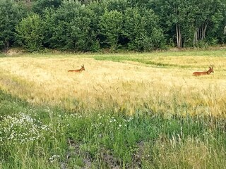 Vakantiehuis Strömstad  8
