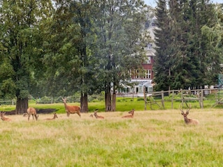 Bungalow Benneckenstein Außenaufnahme 2