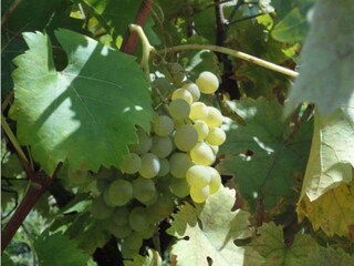 Cottage Le Bar-sur-Loup  22