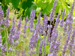 Cottage Le Bar-sur-Loup  24