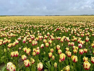 Maison de vacances Egmond aan Zee Environnement 21