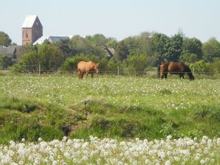 Auf dem Weg von Wyk nach Nieblum