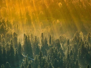Stimmungsvolle Waldlandschaft im Schwarzwald