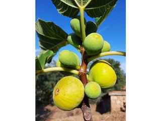 Feigenbaum auf dem Grundstück