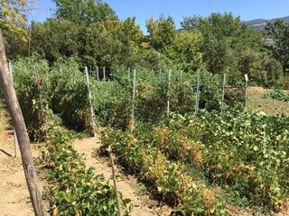 Gemüsegarten mit saisonalen Produkten