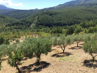 Olivenhain und umliegende Landschaft