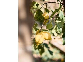 Zitronen aus dem Garten, gereift unter der Sonne des Ci