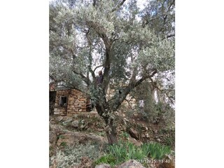 stone house with a garden