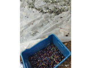 November, olive season