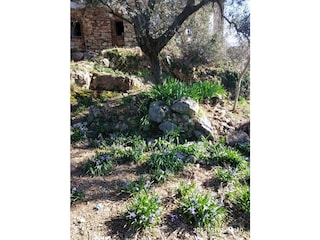 March, the time of hyacinths.