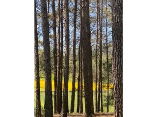 From the forest