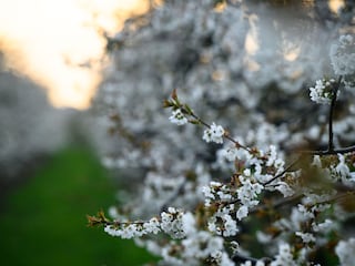 Kirschblüte Altes Land