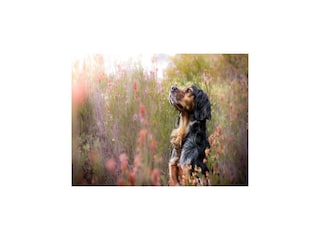 Vakantiehuis Kopalino Omgeving 29