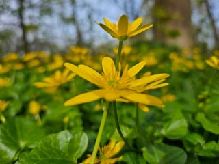 Ferienwohnung Rechlin Umgebung 24