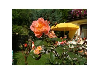 Pension Maria Bad Hofgastein Rosen im Garten