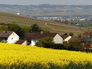 2016-05-02 (23) Winzenheim, Weinbergblick, Rapsfel