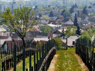 2016-05-02 (12) Winzenheim, Weinbergblick
