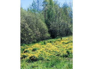 Wiese von Kell Am See