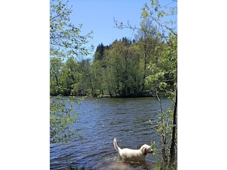 Ein Hund, der im Stausee schwimmt