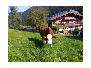 Nachbars Kühe (Eingezäunt )