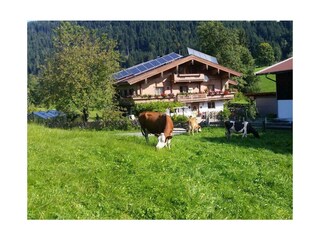 Die Kühe Ausserhalb unseres Zaunes