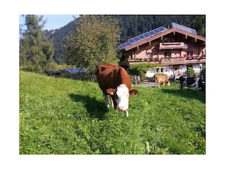Nachbars Kühe (Eingezäunt )