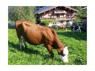 Natur Pur vor dem Haus !