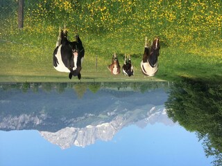 IMG_4219 (002)LH Pferde