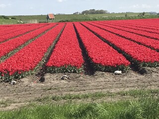 Vakantiehuisje Bergen (Holland) Omgeving 31