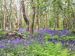 Casa vacanze Bergen (Holland) Ambiente 35