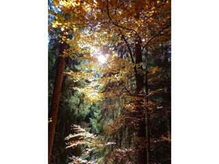 Herbst im Gebirgswald