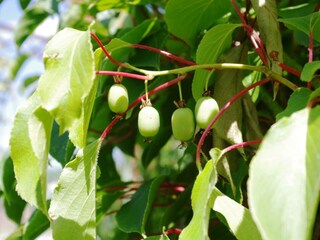 OFW Bischoff- Garten