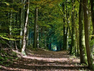 Am Limespfad-Hesselbach im Herbst