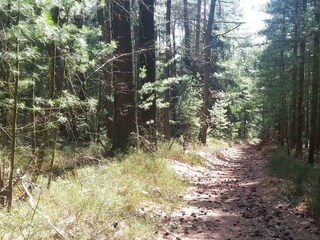 Nibelungenwald-Natur pur