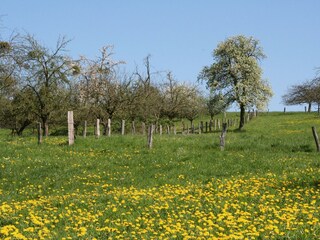 Ferienwohnung Schlierbachtal-Streuobstwiese
