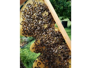 Zum Bienenstock-Bienenwaben