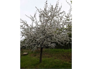 Zum Bienenstock- Frühjahrsblüte