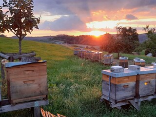 Zum Bienenstock-Abendstimmung