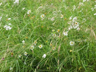 Im grünen Eck-Wiesenblumen