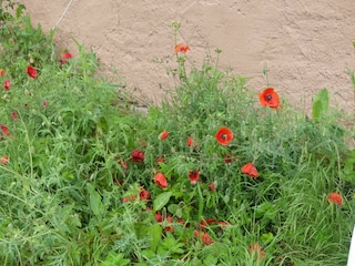 Im grünen Eck- Wiesenblumen