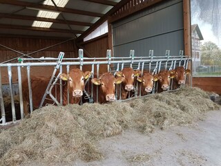 Ferienbauernhof Brandt- Stall