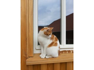 Ferienbauernhof Brand-Hofkatze
